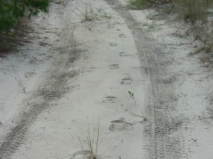 mantracking man-tracking track tracking foot impression