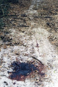 Deer blood drag marks poacher muzzleloader blood trail kill site